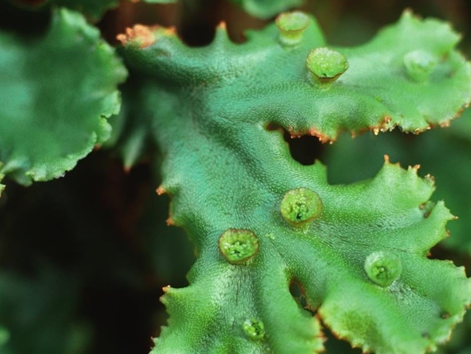 The Species of Mosses and Their Habitats