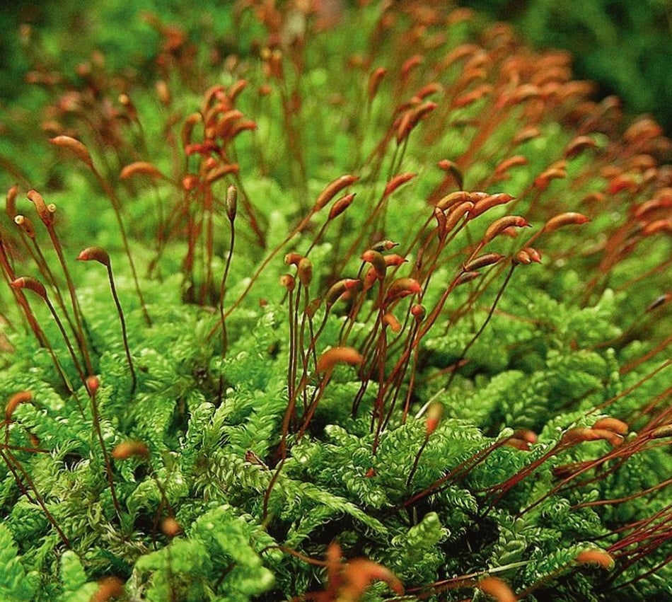 The Species of Mosses and Their Habitats