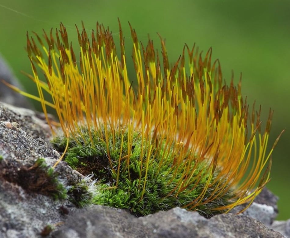 The Species of Mosses and Their Habitats