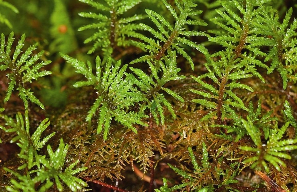 The Species of Mosses and Their Habitats