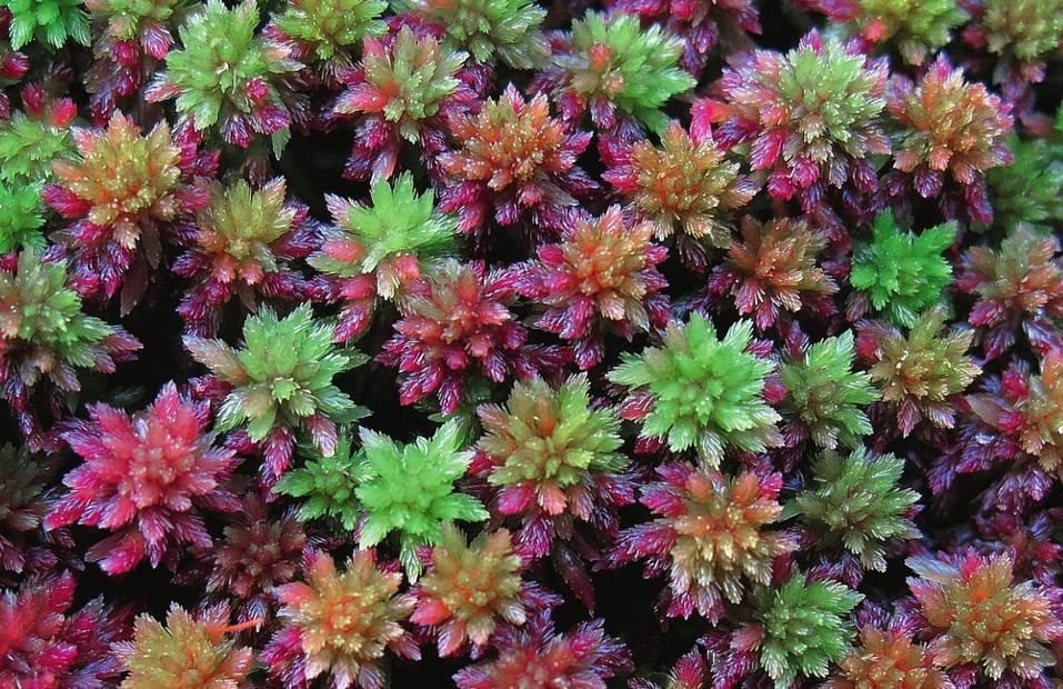 The Species of Mosses and Their Habitats