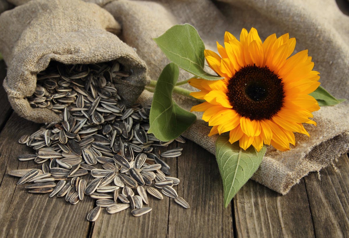 How To Plant And Care For Decorative Sunflower