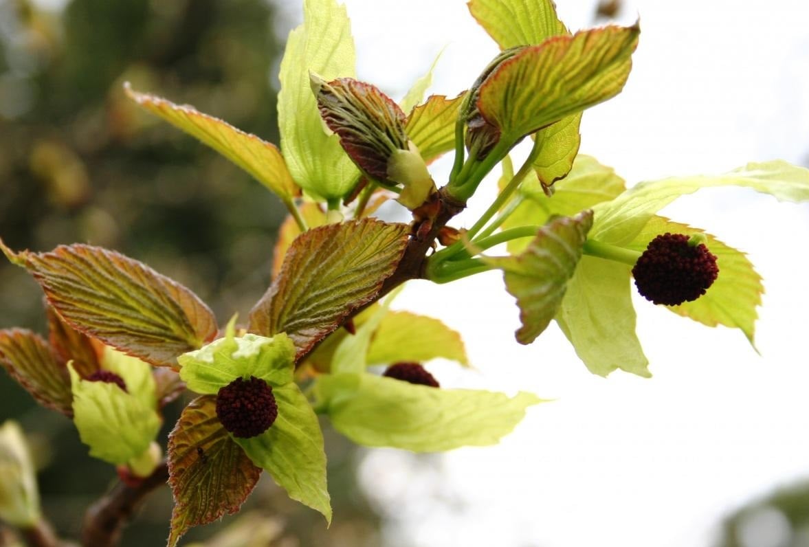 Amazing Davidia Involucrata ‘Vilmoriniana’