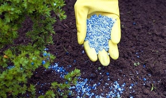 Fertilizer: Vitamins for Green Plants