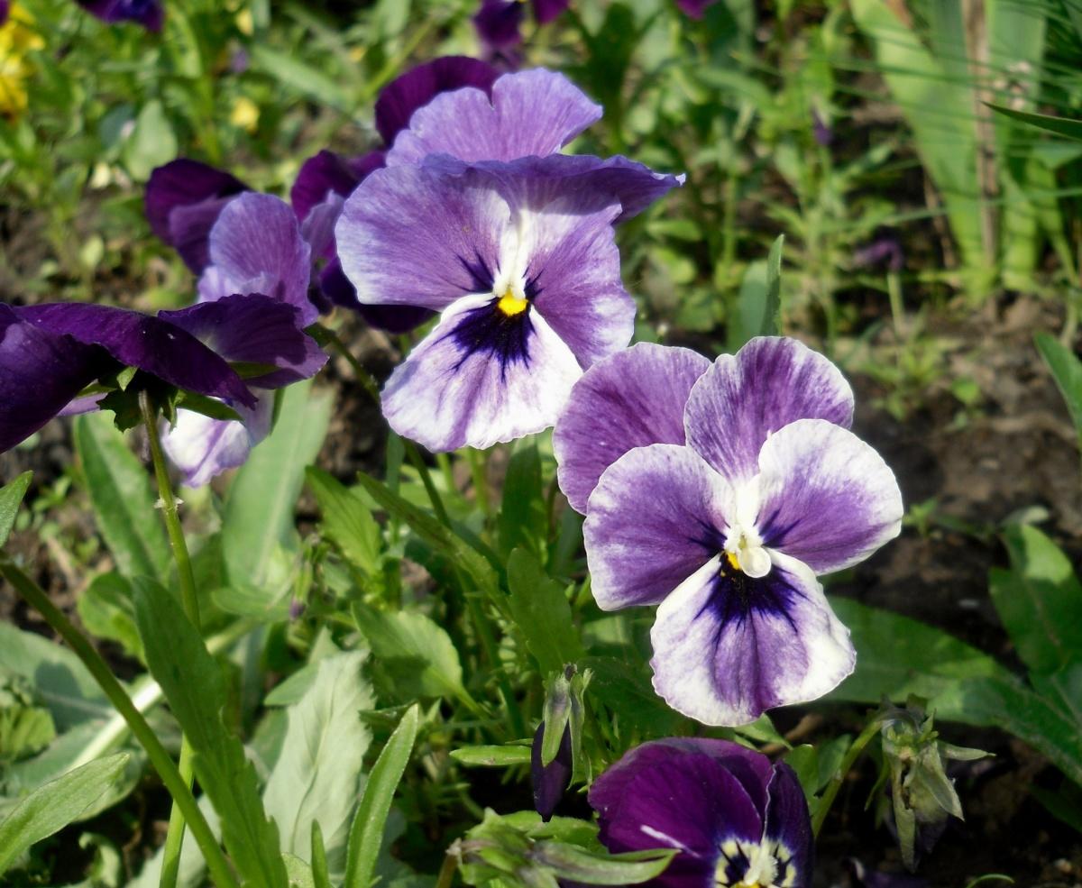 Beauty Viola Tricolor