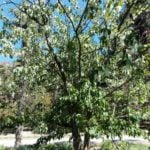 Amazing Davidia Involucrata ‘Vilmoriniana’