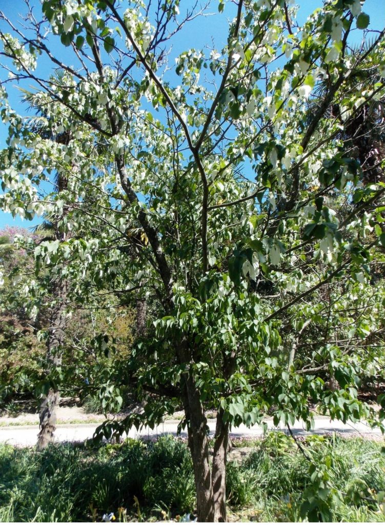 Amazing Davidia Involucrata ‘Vilmoriniana’