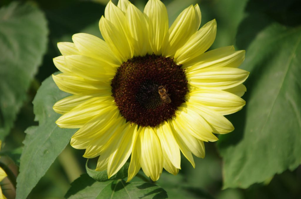 How To Plant And Care For Decorative Sunflower - Best Landscape Ideas