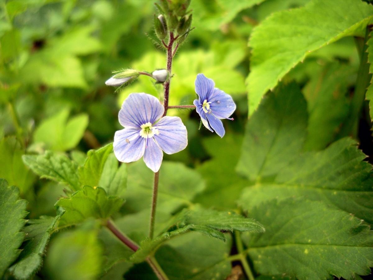 Veronica Chamaedrys is a Wonderful Plant in the Garden