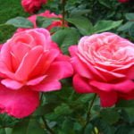 20 of The Best Pink, Crimson, Lilac Tea-Hybrid Roses for Your Garden
