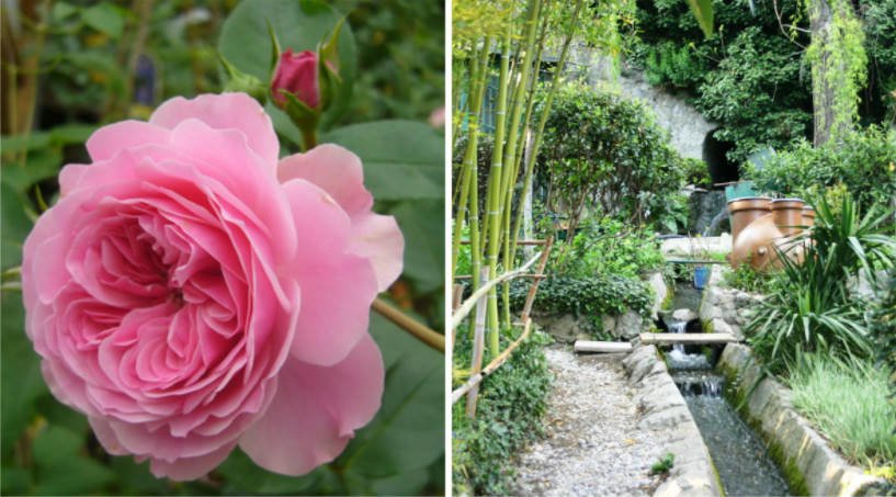 20 of The Best Pink, Crimson, Lilac Tea-Hybrid Roses for Your Garden