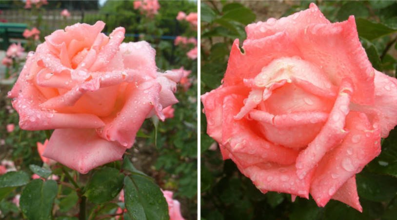 20 of The Best Pink, Crimson, Lilac Tea-Hybrid Roses for Your Garden