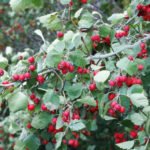 Hawthorn for Heart and Soul