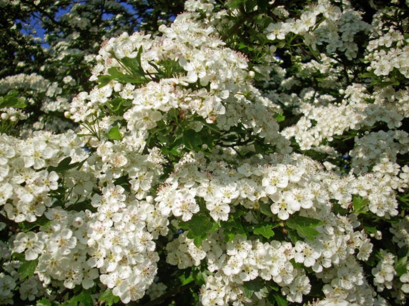 Hawthorn for Heart and Soul