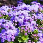 How to Plant and Care for Ageratum