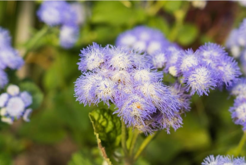 How to Plant and Care for Ageratum