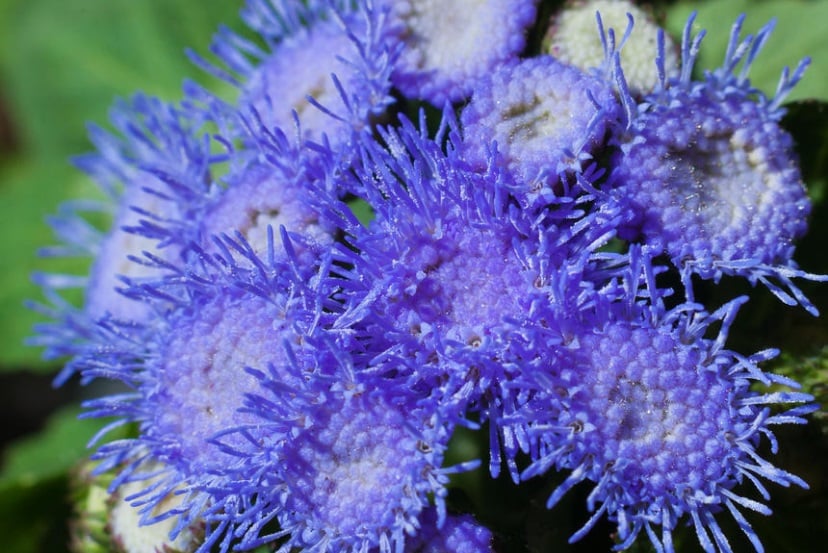 How to Plant and Care for Ageratum