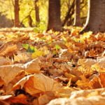 Maples: Such Familiar, But Very Different