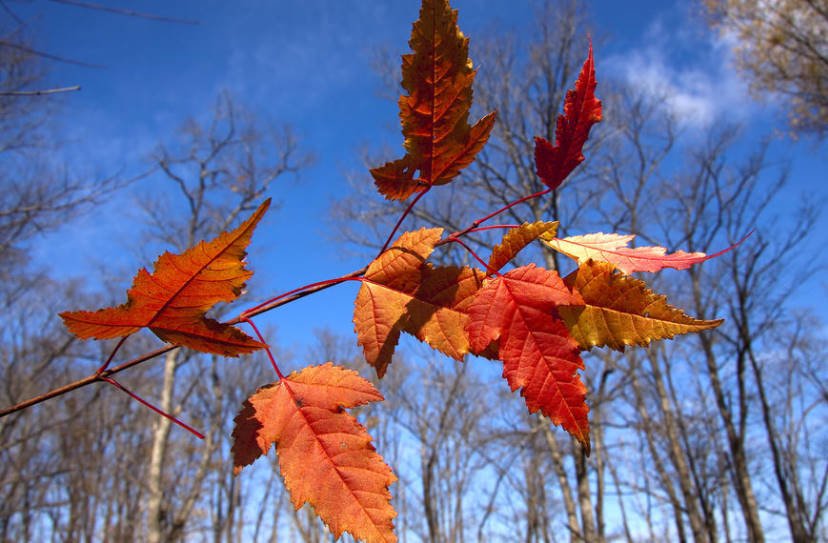 Maples: Such Familiar, But Very Different
