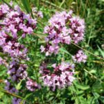 Oregano: Delicate and Fragrant Mountain Joy