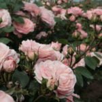 Problems in Growing Roses Look for the Weak Link!