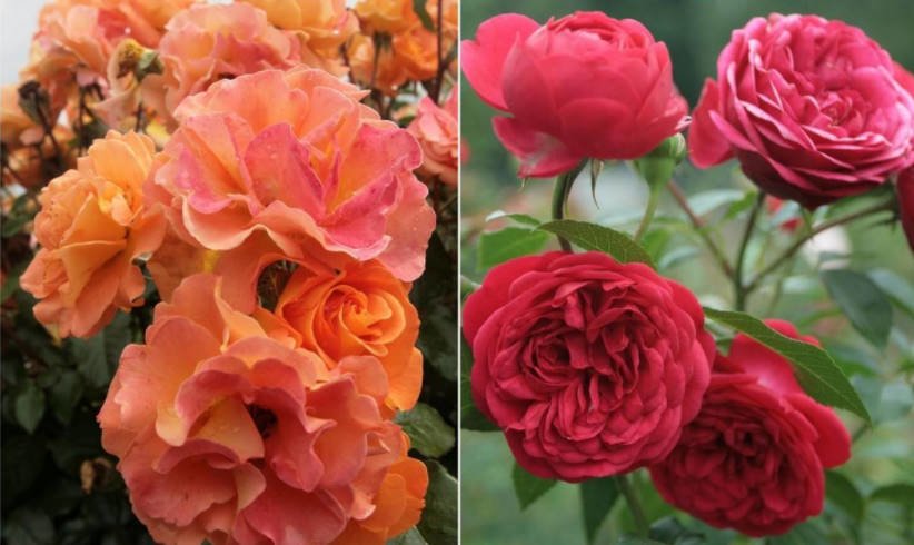 Problems in Growing Roses Look for the Weak Link!