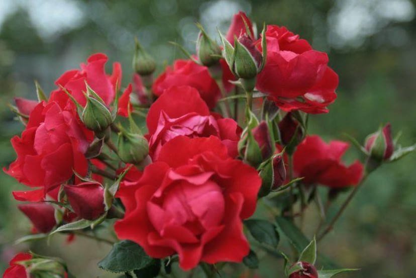 Problems in Growing Roses Look for the Weak Link!