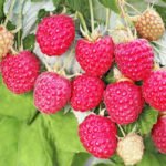 Seedlings of Remontant Raspberries: the Most Delicious Varieties