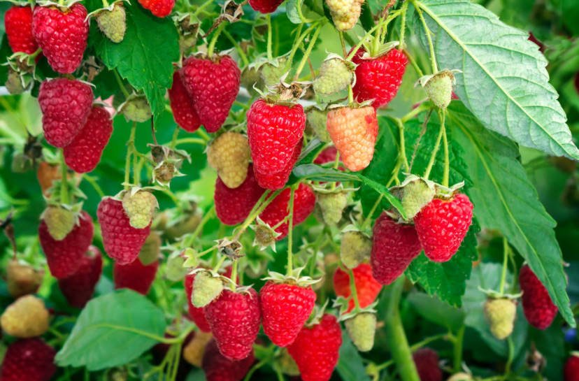 Seedlings of Remontant Raspberries: the Most Delicious Varieties
