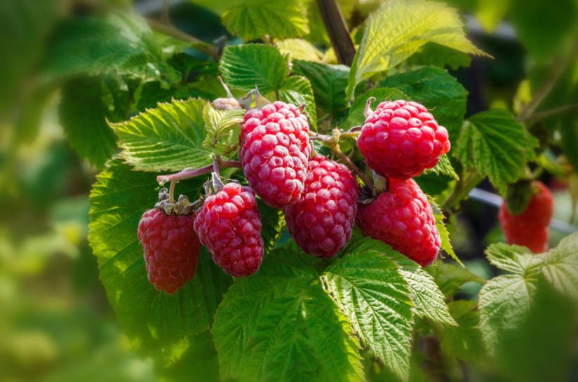 Seedlings of Remontant Raspberries: the Most Delicious Varieties