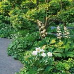 Shy Rodgersia. Types and Varieties.