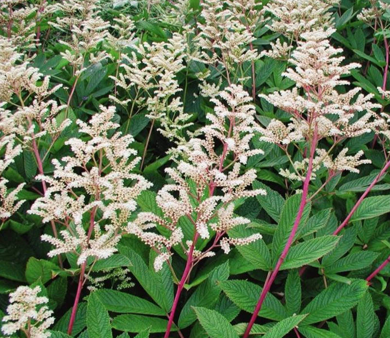 Shy Rodgersia. Types and Varieties.