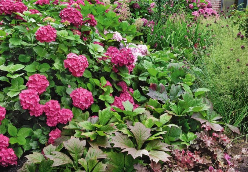 Shy Rodgersia. Types and Varieties.