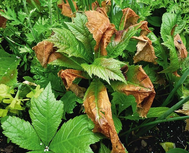 Shy Rodgersia. Types and Varieties.