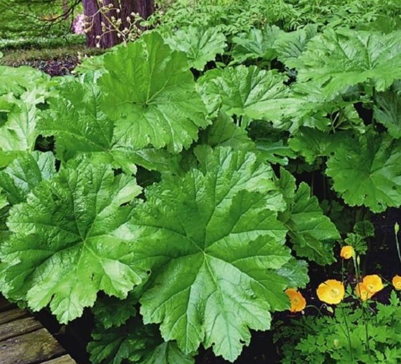 Shy Rodgersia. Types and Varieties.