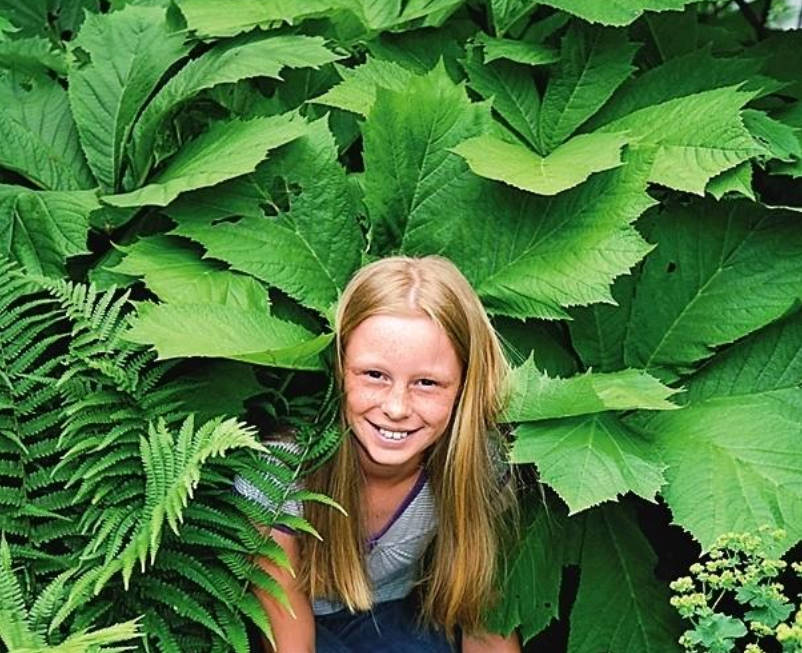 Shy Rodgersia. Types and Varieties.