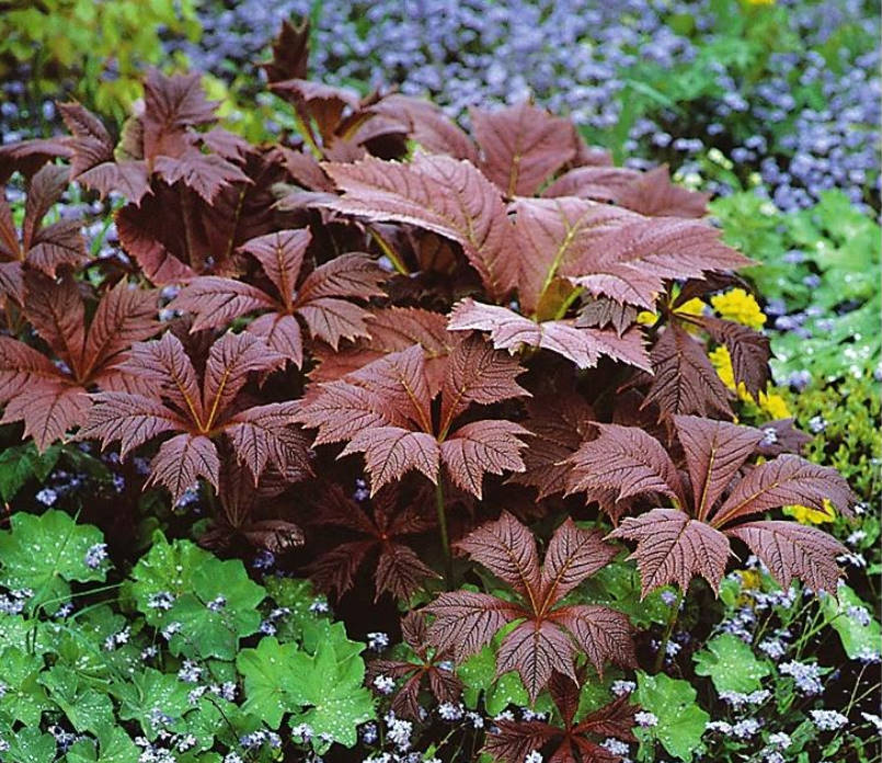 Shy Rodgersia. Types and Varieties.