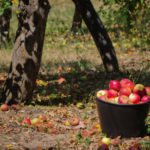 Simple Tips on How to Look After a Garden