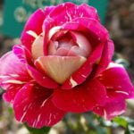 Tea-Hybrid Roses-Divas of the Pink Kingdom