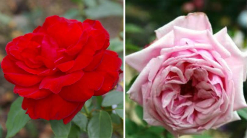 Tea-Hybrid Roses-Divas of the Pink Kingdom