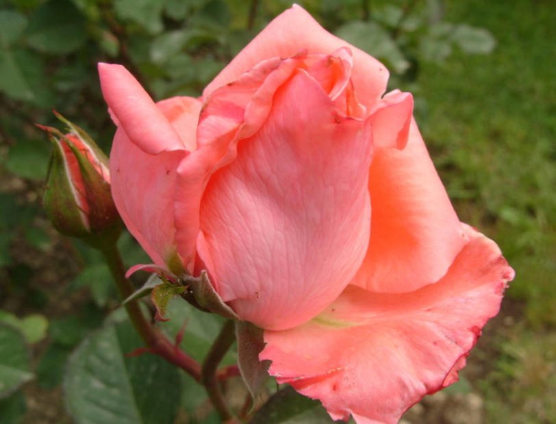 Tea-Hybrid Roses-Divas of the Pink Kingdom