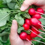 The Benefits of Radish: a Look at the Usual Root From an Unusual Angle
