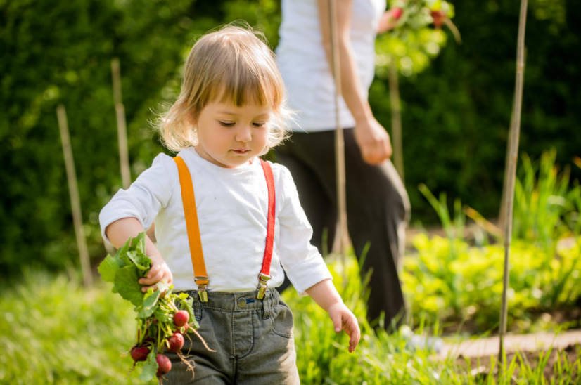 The Benefits of Radish: a Look at the Usual Root From an Unusual Angle