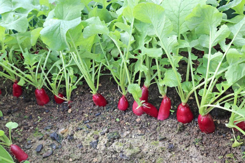The Benefits of Radish: a Look at the Usual Root From an Unusual Angle
