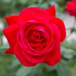 20 of the Best Red Tea-Hybrid Roses for Your Garden