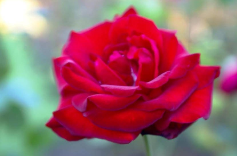20 Of The Best Red Tea Hybrid Roses For Your Garden 2022