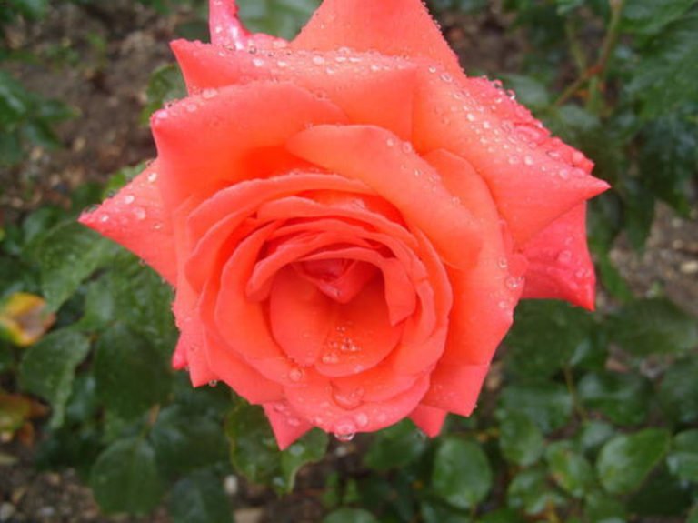 20 of the Best Red TeaHybrid Roses for Your Garden Best Landscape Ideas