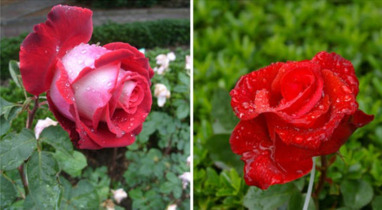 20 of the Best Red Tea-Hybrid Roses for Your Garden