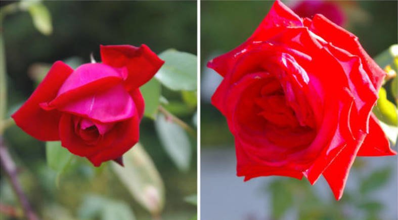 20 of the Best Red Tea-Hybrid Roses for Your Garden
