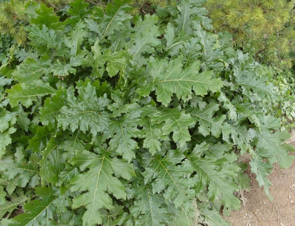 What is the Acanthus Mollis Plant?